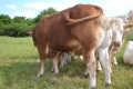 Bulle