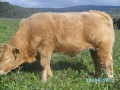 Absetzer